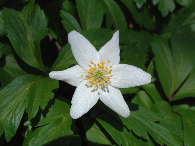Anemonoides nemorosa / Anemone bianca